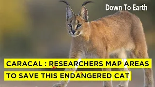 Cheetahs have arrived, but have you heard of the Caracal?