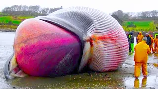 whale explodes on camera..