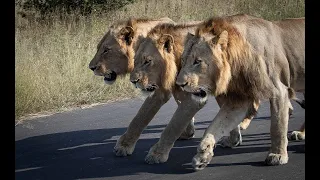 Unforgettable Sighting of the Five Vuyela Male Lions!