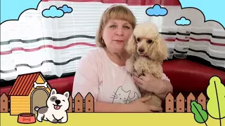 Самая Умная Собака  в Мире/БАРНИ-Отважный МЕДВЕЖОНОК/The Smartest Dog in the World/Miniature poodle