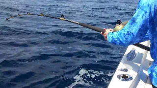 Big Blue Marlin eats a Mahi boatside!