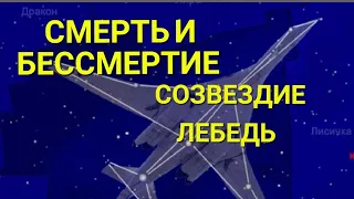 Смерть и бессмертие. Цивилизация созвездия Лебедь