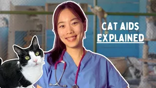 if your cat has FIV, here's what you need to know