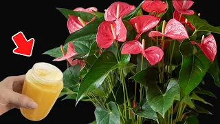 So surprising ! ANTHURIUM grow and flower too quickly with this solution