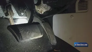 South Corning Fire Department rescues kitten stuck in a vehicle