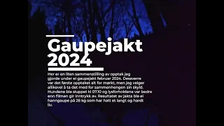 Gaupejakt 2024