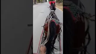 На бате нско кония