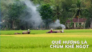 Quê hương là chùm khế ngọt | Những Bản Hòa Tấu Quê Hương Hay Nhất