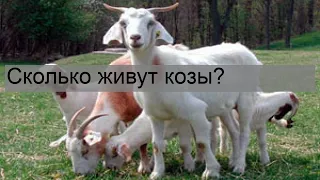 Сколько живут козы?