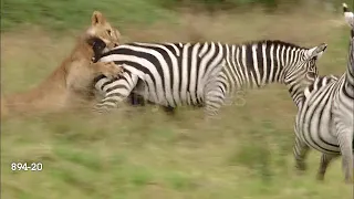 lion Hunt's Zebra