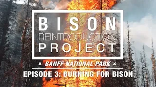 Bison Reintroduction Project – EPISODE 3: Burning for Bison – Banff National Park