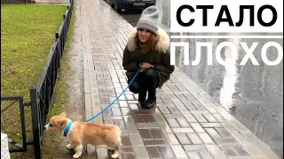 ПЕРВАЯ ПРОГУЛКА ЩЕНКА / все пошло не по плану😖