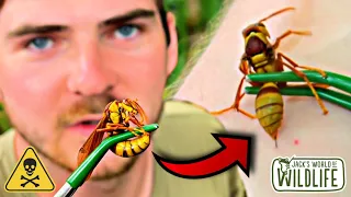 EXECUTIONER WASP STING! The EXTENDED EDITION!