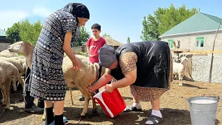 Cheese Day in Our Village | Milking a Sheep and Making Cheese