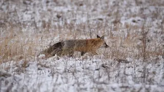 Fun Facts about Red Foxes with EcoTour Guide Seth Latka