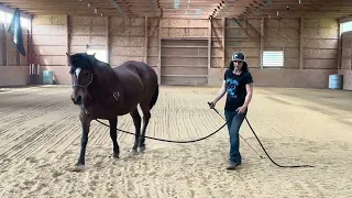 Assessing a Horse's Foundational Training: Theodore