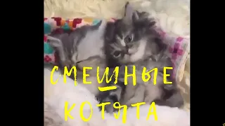 Смешные котики. Умиляющее зрелище