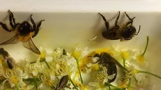 Які Дикі Бджоли Гудуть на Квітах Кульбаб? 27.04.24 Київ Укpаїна Wild Bees on Dandelion Flowers Kyiv