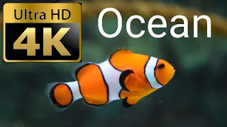 4K (Ultra HD) Потрясающие подводные кадры. Жизнь под водой. Редкие кадры!