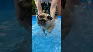 Can Pugs Swim? #pug #swimming #summervibes