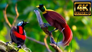 Amazing Birds in Tropical Rainforest with Their Soothing Sounds - Nature Film 4k Amazon jungle video