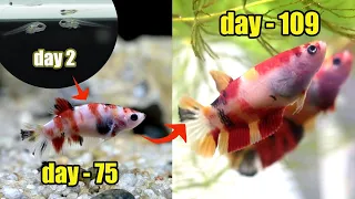 Betta Fish GROWTH ( multicolor ) from 0   day 109