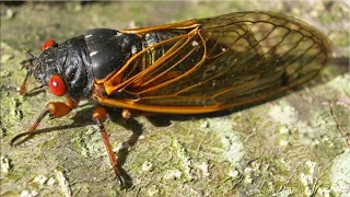 Two Cicada Broods Emerge Together For First Time in 221 Years