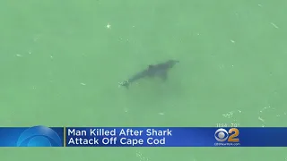 Man Killed In Shark Attack On Cape Cod
