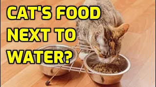 Do Cats Like Their Water Next To Their Food?