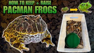 PACMAN FROGS! HOW TO KEEP AND RAISE PACMAN FROGLETS