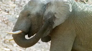 Elephants Struggle to Keep Cool in the Desert Heat | Elephant Nomads of the Namib Desert | BBC Earth