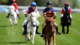 Shetland pony racing!