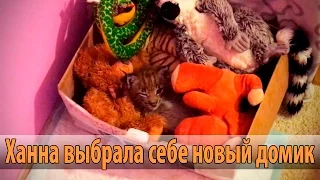 Рысь Ханна выбрала себе новое спальное место ))