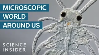 Award-Winning Footage Of The Microsopic World Around Us