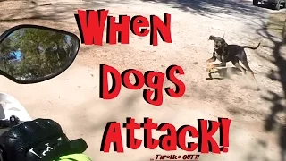 Local Trails on the CRF250L : Dog Attacks and Woodland Latinos