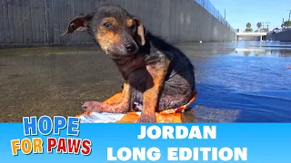 Jordan's Journey - The extended version. #dog