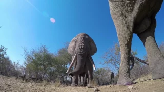 Elephant picks up and throws away my GoPro camera