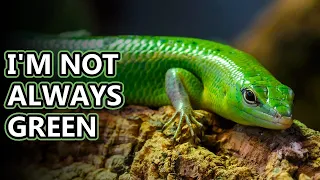 Emerald Skink facts: not always green! | Animal Fact Files