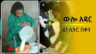 ውሎ አዳር -  61 ሊትር ወተት በቀን