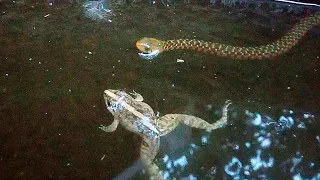 Snake trying to escape from water 🌊