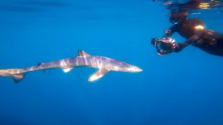 BLUE SHARKS in Cornwall, UK. EPIC Snorkelling Experience - Full Feature Video in 4K