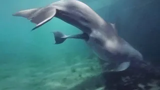 Amazing Baby Dolphin Birth in Bermuda - Dolphin Quest Bermuda