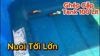 Ghép cá Betta trong Tank 100 Lít và nuôi Đến Lớn #betta #fancycopper#bettafishtank