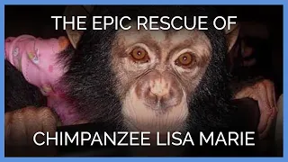 The Epic Rescue of Chimpanzee Lisa Marie