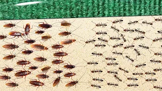 1000 Cockroaches Versus 1000 Ants... Who Will Win?