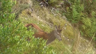 Ruahine Ranges hunting NZ