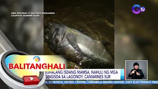 Dambuhalang isdang mamsa, nahuli ng mga mangingisda sa Lagonoy, Camarines Sur | BT