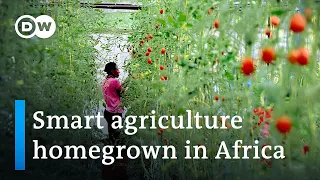 Could greenhouse farming be the answer for Africa's food security? | DW News