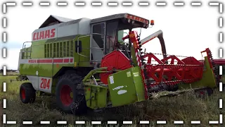 ★ ŻNIWA RZEPAKU 2022! ★ CLAAS MEGA 204 ! ★ MASSEY FERGUSON 3125 ! ★ AGRO MATEUSZ ★