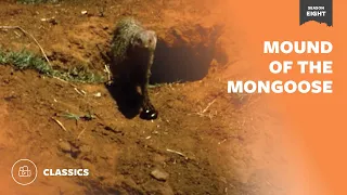 Mound of the Mongoose | Mutual of Omaha's Wild Kingdom